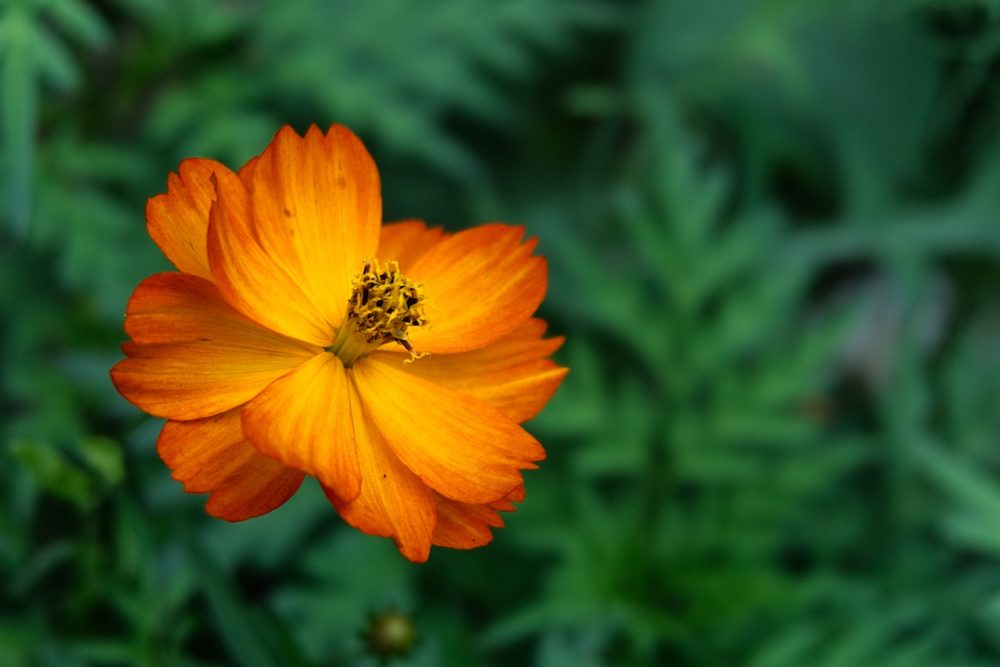 Projekt Bolzum büht - Essbare Chrysanthemenblüte @ Xtendo/pixabay