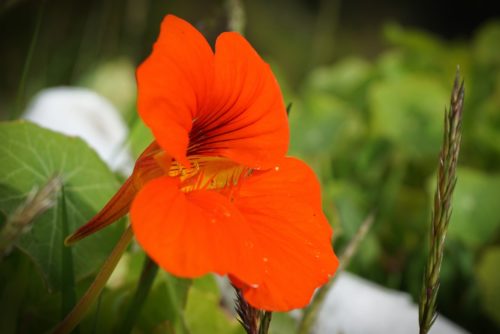 Projekt Bolzum büht - Essbare Orangenblüte @ parronzuelo/pixabay