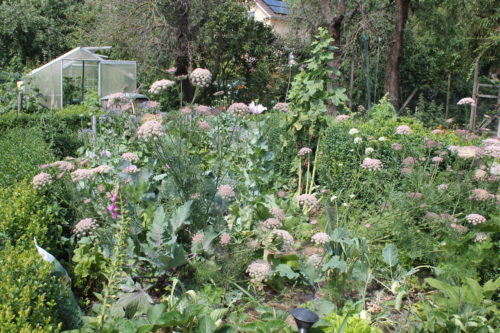 Permakultur - erfolgreiches Gärtnern @ Dorf-Gemeinschafts-Garten Bolzum